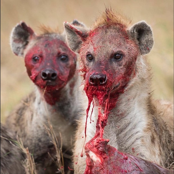 Meet your Posher, Jarvis - Picture 1 of 1